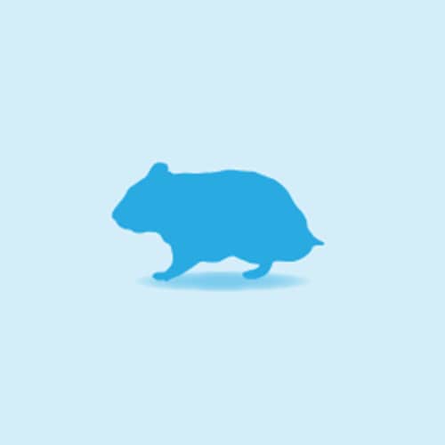 Illustration of a Hamster